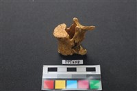 藏品(鹿骨)的圖片