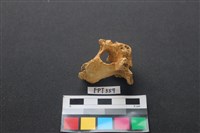 藏品(鹿骨)的圖片