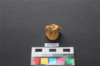 藏品(鹿骨)的圖片