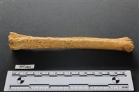 藏品(鹿骨)的圖片