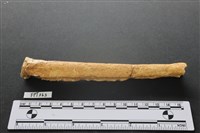 藏品(鹿骨)的圖片