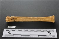 藏品(鹿骨)的圖片