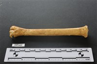 藏品(鹿骨)的圖片