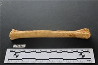 藏品(鹿骨)的圖片