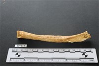 藏品(鹿骨)的圖片