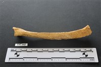 藏品(鹿骨)的圖片