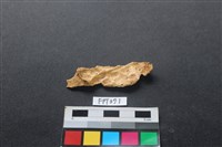 藏品(鹿骨)的圖片