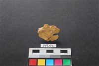 藏品(鹿骨)的圖片