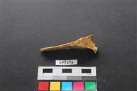 藏品(鹿骨)的圖片