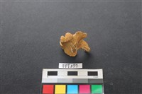 藏品(鹿骨)的圖片