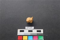 藏品(鹿骨)的圖片