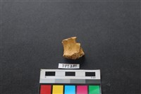 藏品(鹿骨)的圖片