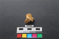 藏品(鹿骨)的圖片