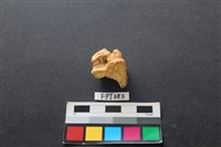 藏品(鹿骨)的圖片