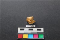 藏品(鹿骨)的圖片