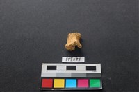 藏品(鹿骨)的圖片