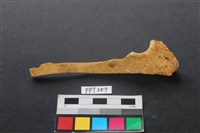 藏品(鹿骨)的圖片