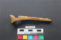 藏品(鹿骨)的圖片