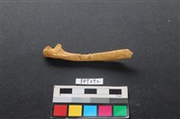 藏品(鹿骨)的圖片