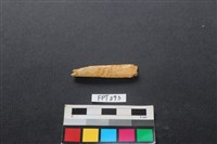 藏品(鹿骨)的圖片