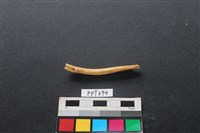 藏品(鹿骨)的圖片