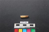 藏品(鹿骨)的圖片