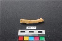 藏品(鹿骨)的圖片