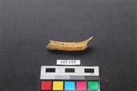 藏品(鹿骨)的圖片