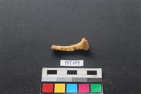 藏品(鹿骨)的圖片