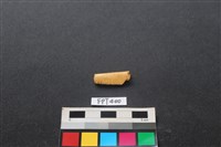 藏品(鹿骨)的圖片