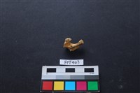 藏品(鹿骨)的圖片