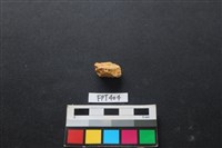 藏品(鹿骨)的圖片