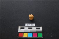 藏品(鹿骨)的圖片