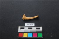 藏品(鹿骨)的圖片