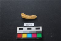 藏品(鹿骨)的圖片