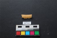 藏品(鹿骨)的圖片