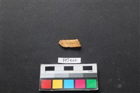 藏品(鹿骨)的圖片