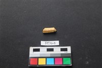 藏品(鹿骨)的圖片