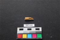 藏品(鹿骨)的圖片