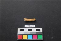 藏品(鹿骨)的圖片