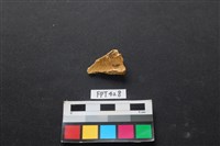 藏品(鹿骨)的圖片