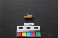 藏品(鹿骨)的圖片