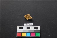 藏品(鹿骨)的圖片