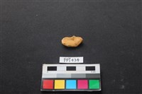 藏品(鹿骨)的圖片