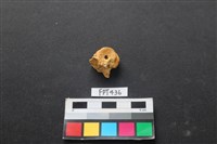 藏品(鹿骨)的圖片