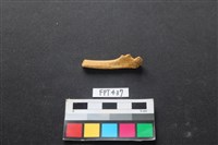 藏品(鹿骨)的圖片