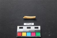 藏品(鹿骨)的圖片