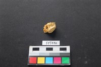 藏品(鹿骨)的圖片