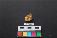 藏品(鹿骨)的圖片