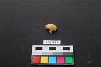 藏品(鹿骨)的圖片